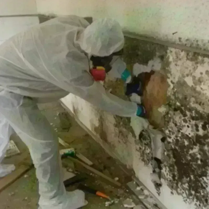 Mold Remediation and Removal in Waldon, CA